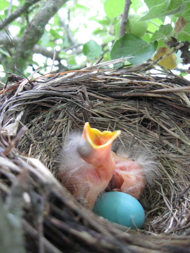 baby-bird-Next2_blye-robin-egg